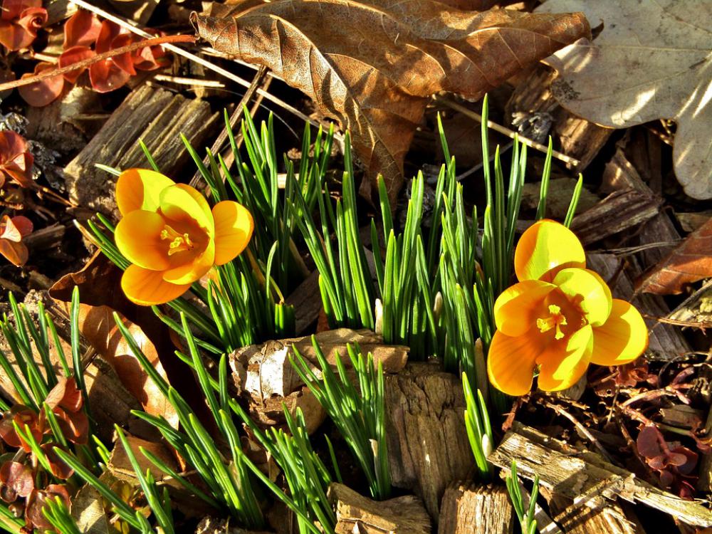 Crocus Yellow Blossom Bloom Spring Sun Nature Crocus Yellow Blossom Bloom Spring Sun Nature
