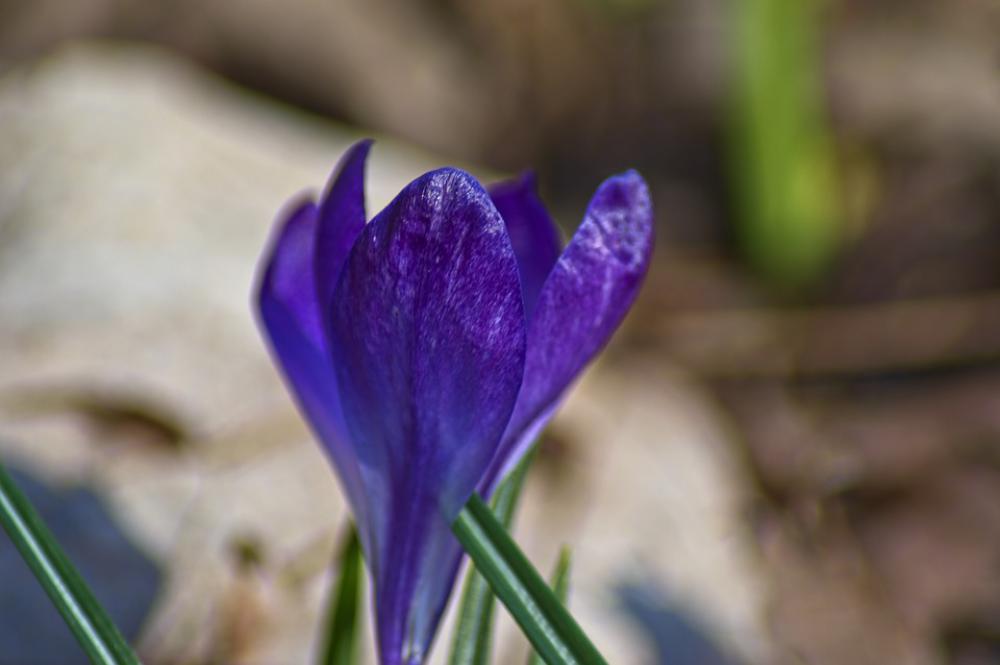Crocus In Early Arkansas Spring Crocus Blossom Crocus In Early Arkansas Spring Crocus Blossom