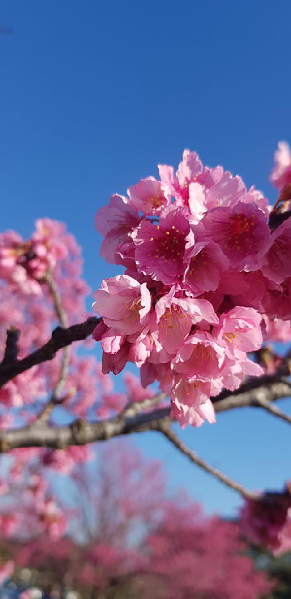 Curitiba Sakura Sky Blue Summer Surreal Magic Curitiba Sakura Sky Blue Summer Surreal Magic