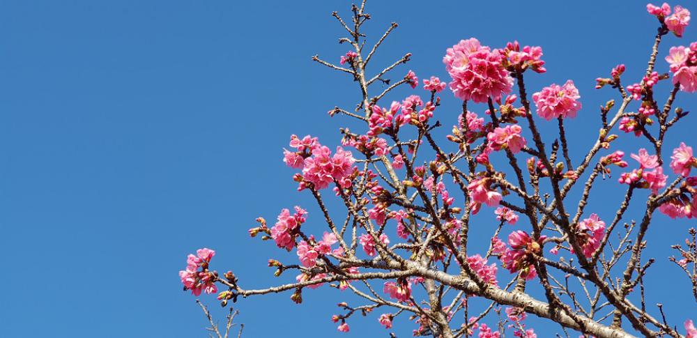 Curitiba Sakura Photo Sky Blue Summer Surreal Curitiba Sakura Photo Sky Blue Summer Surreal