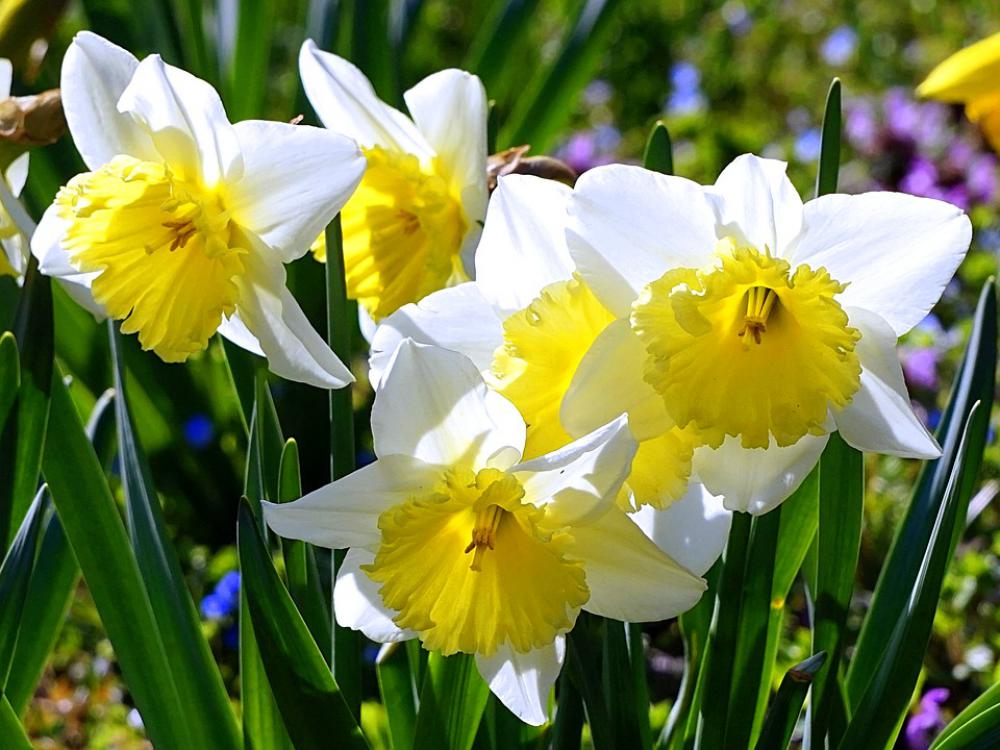 Daffodils Blossom Bloom Daffodil Spring Daffodils Blossom Bloom Daffodil Spring