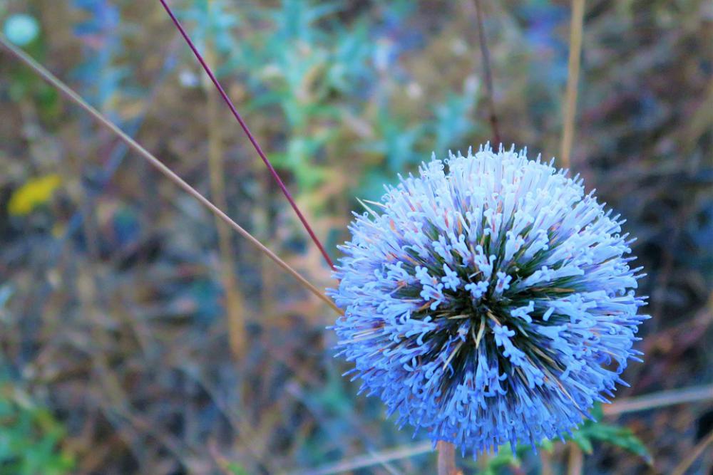Dea Nature Plant Flower Rural Land Summer Beauty Dea Nature Plant Flower Rural Land Summer Beauty