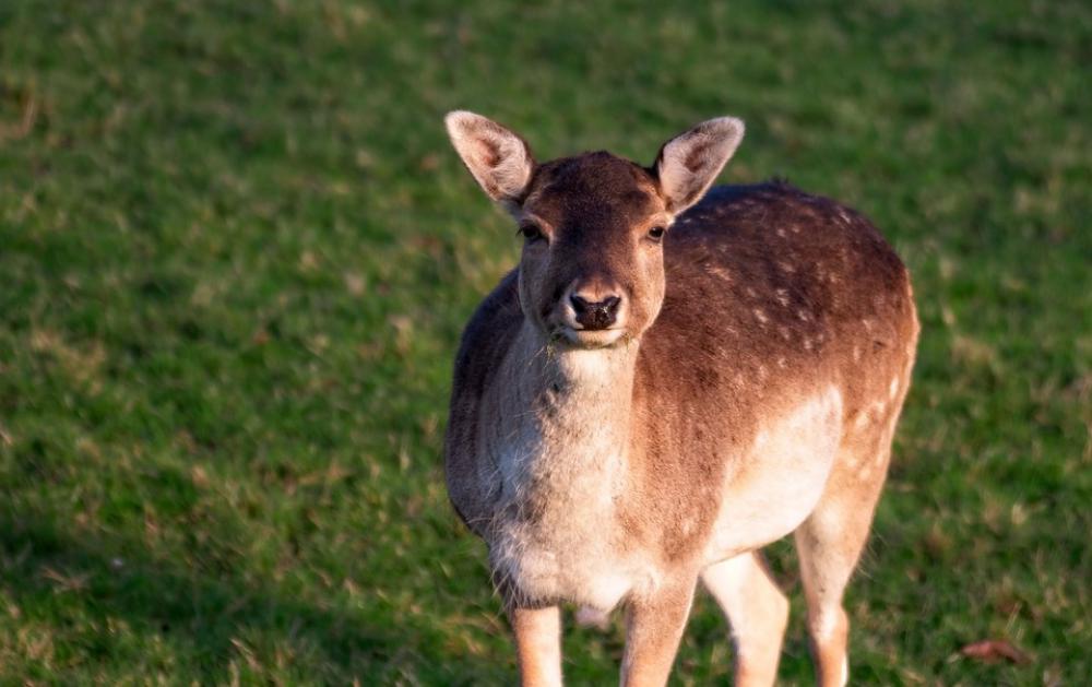 Deer Fallow Deer Animal Fallow Mammal Nature Deer Fallow Deer Animal Fallow Mammal Nature