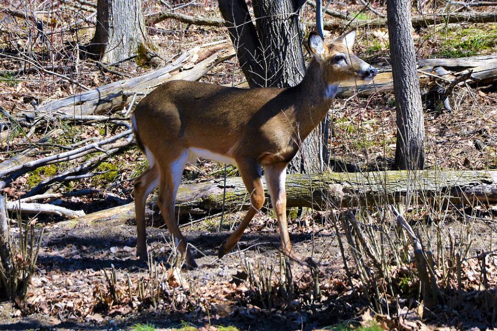 Deer Buck Whitetail Shed Antlers Stag Deer Buck Whitetail Shed Antlers Stag