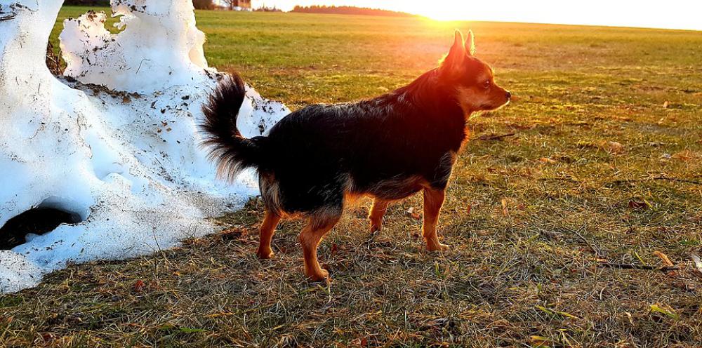 Dog Snow Mountain Abendstimmung Spring Meadow Dog Snow Mountain Abendstimmung Spring Meadow