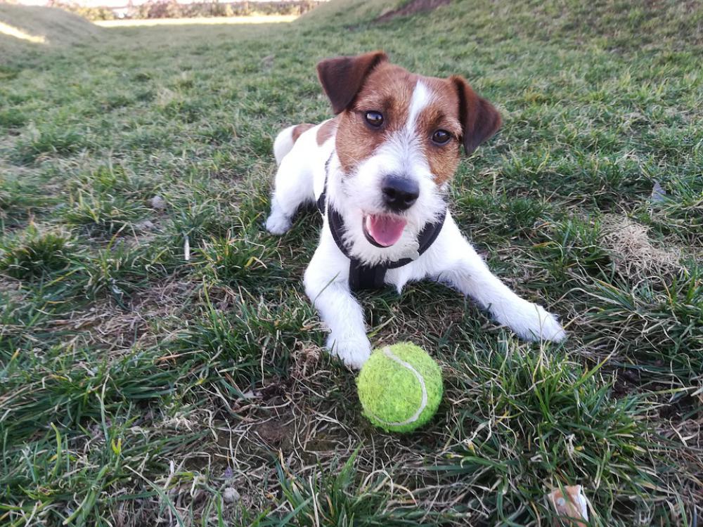 Dog Jack Russell Pet Terrier Animal Cute Puppy Dog Jack Russell Pet Terrier Animal Cute Puppy