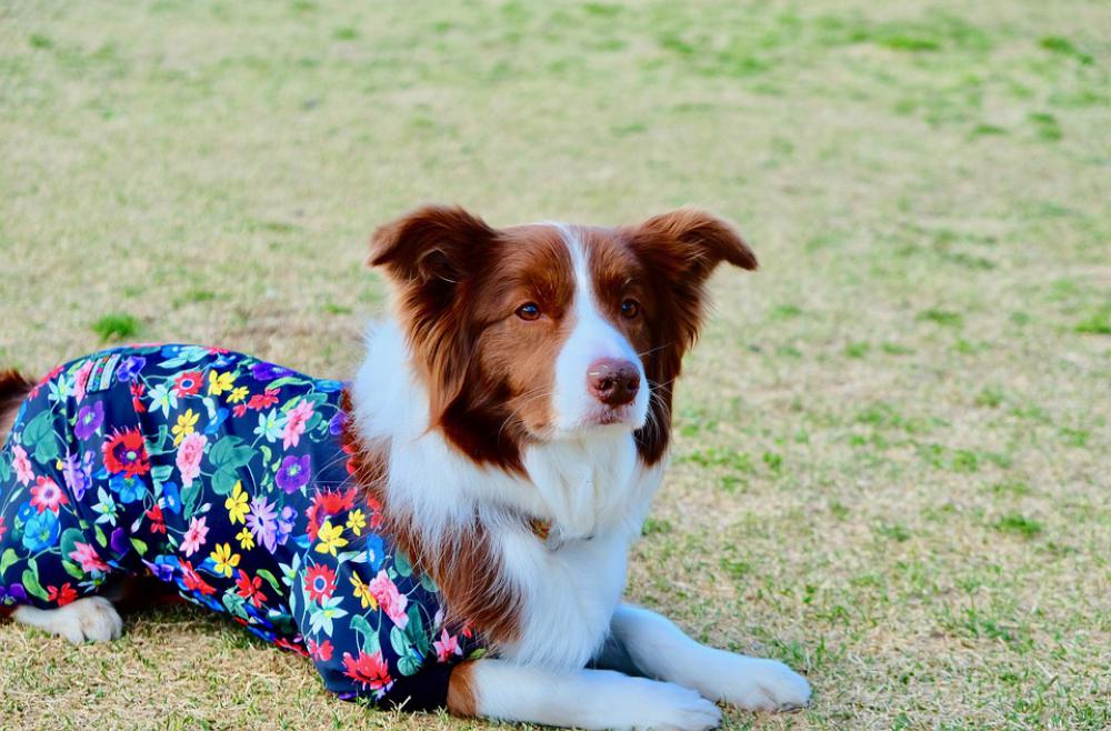 Dog Wear Lawn Fine Weather Educated Well Dog Wear Lawn Fine Weather Educated Well