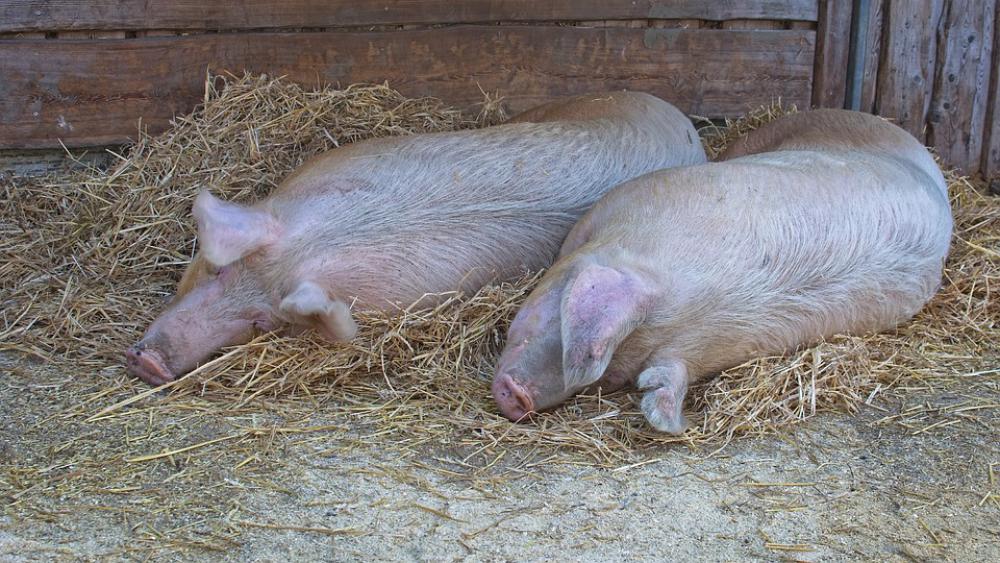 Domestic Pig Pig Lying Sleeping Animal Livestock Domestic Pig Pig Lying Sleeping Animal Livestock