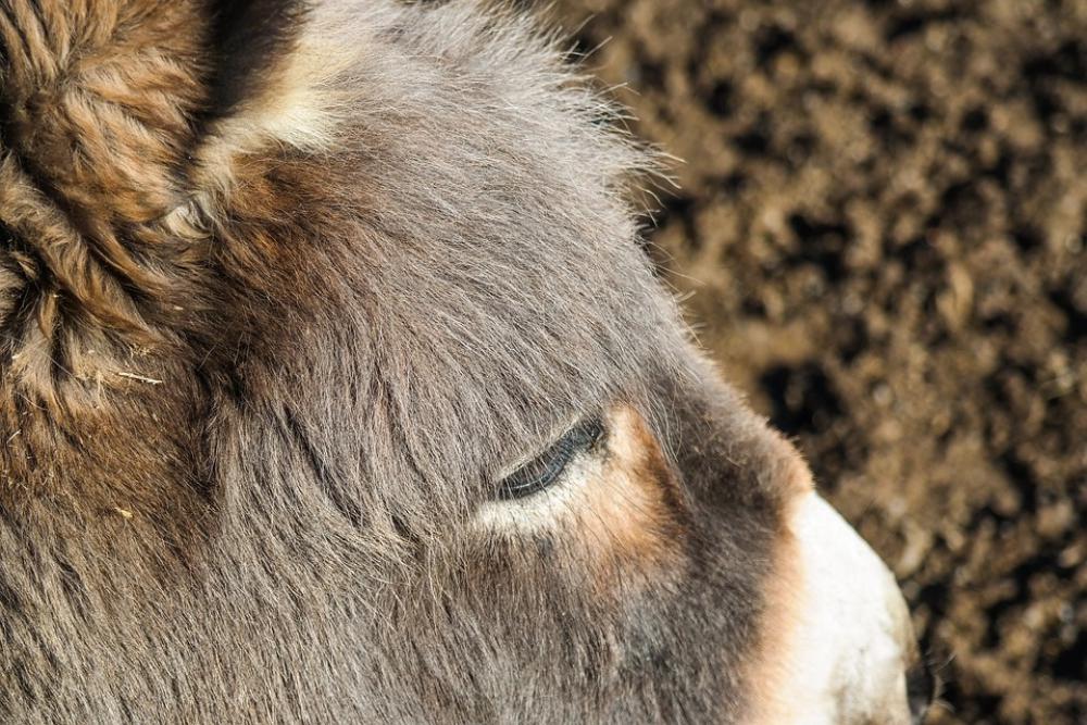 Donkey Animal Ungulate Donkey Head Animal Portrait Donkey Animal Ungulate Donkey Head Animal Portrait