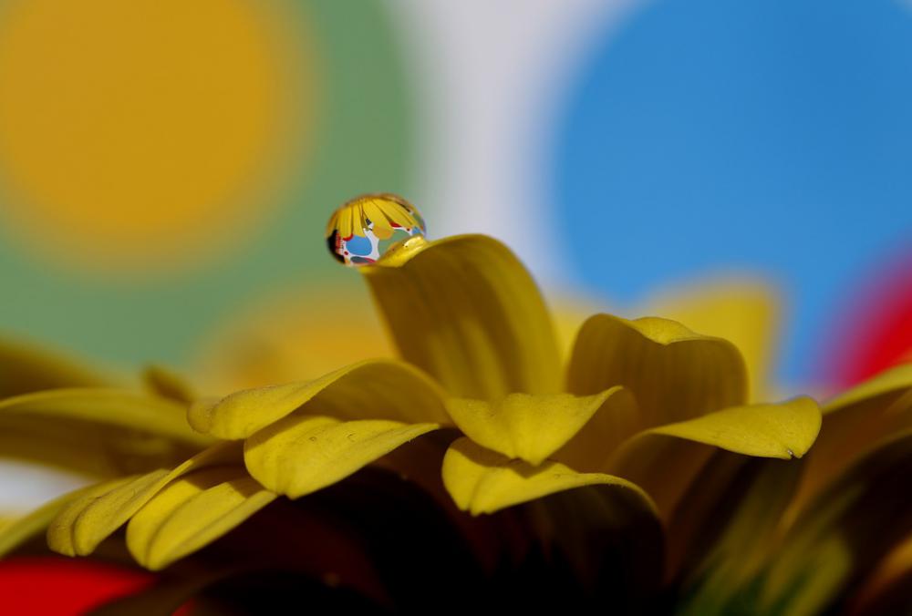 Drops Water Macro Flower Refractive Petals Yellow Drops Water Macro Flower Refractive Petals Yellow