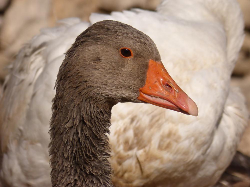 Duck Oca Goose Animal Anátido Duck Oca Goose Animal Anátido