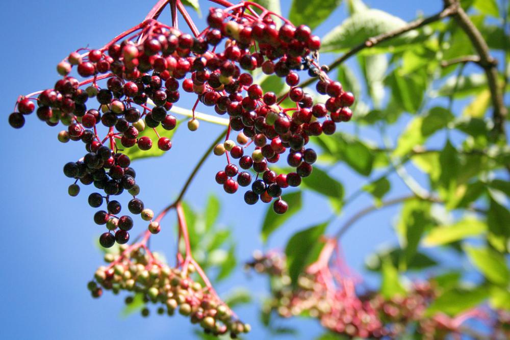 Elder Wild Plant Holder Bush Cure Holler Elder Wild Plant Holder Bush Cure Holler