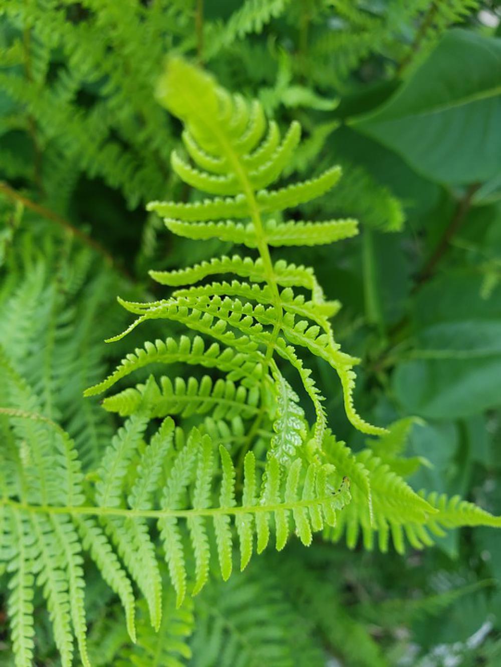 Fern Leaf Garden Fern Leaf Garden
