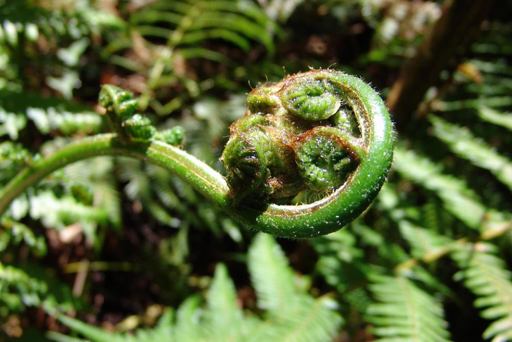 Fern Plant Green Leaf Nature Forest Flora Fern Plant Green Leaf Nature Forest Flora