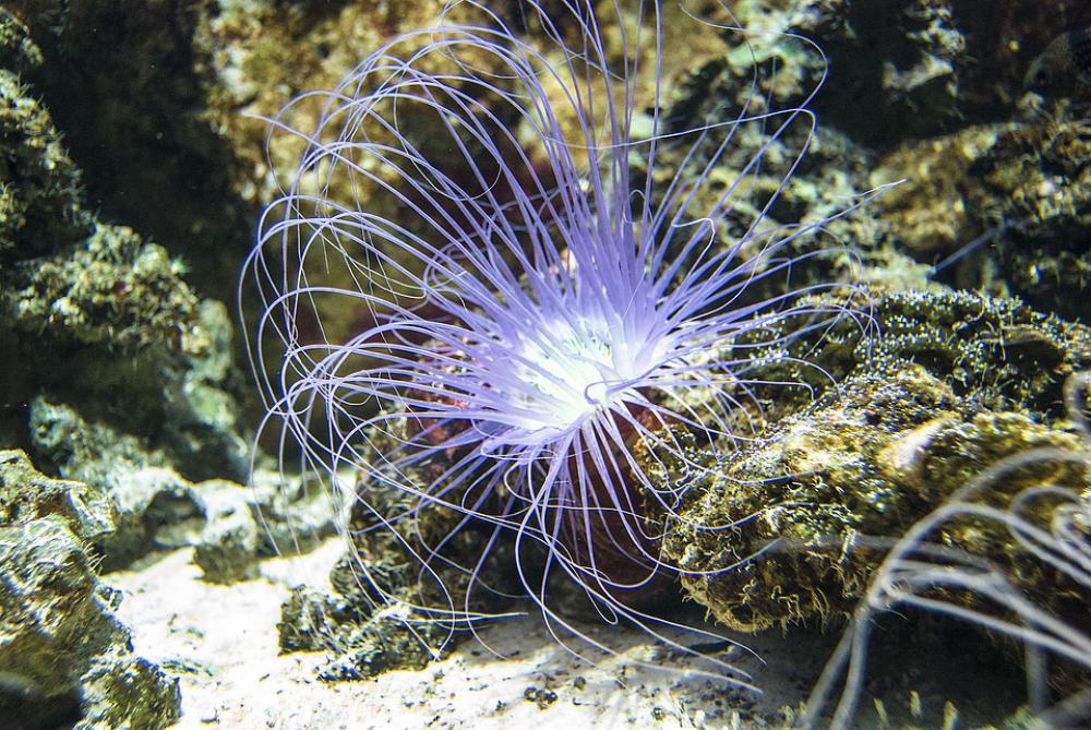 Fish Salt Water Animal Nature Mussels Live Exotic Fish Salt Water Animal Nature Mussels Live Exotic