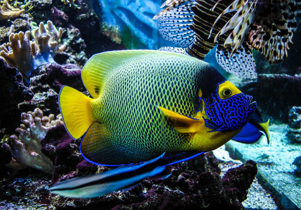 Fish Aquarium Underwater Underwater World Toy Blue Fish Aquarium Underwater Underwater World Toy Blue