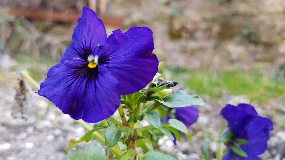 Flower Nature Plant Blue Spring Flora Flower Nature Plant Blue Spring Flora
