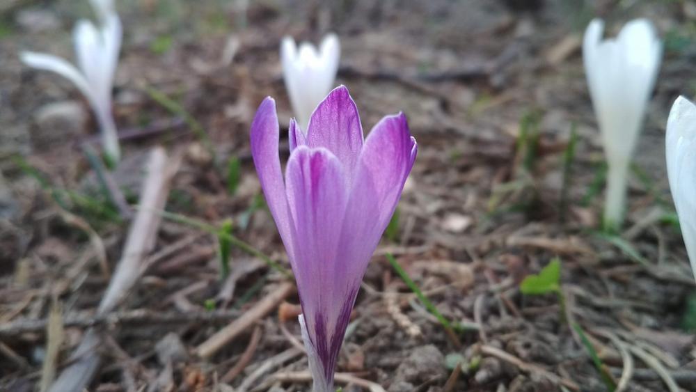 Flower Violet Forest Spring Nature Flower Violet Forest Spring Nature