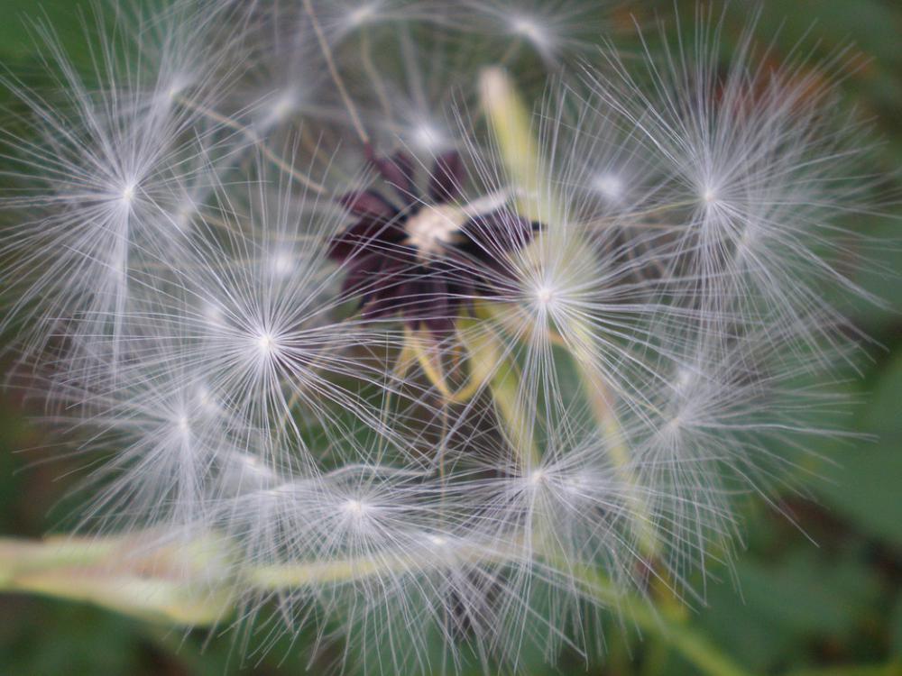 Flower Macro Seeds Nature Blossom Beauty White Flower Macro Seeds Nature Blossom Beauty White