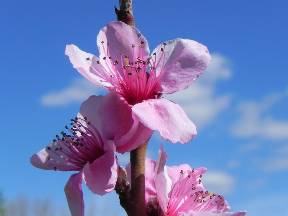 Flower Blue Spring Petals Flowering Flowers Flower Blue Spring Petals Flowering Flowers