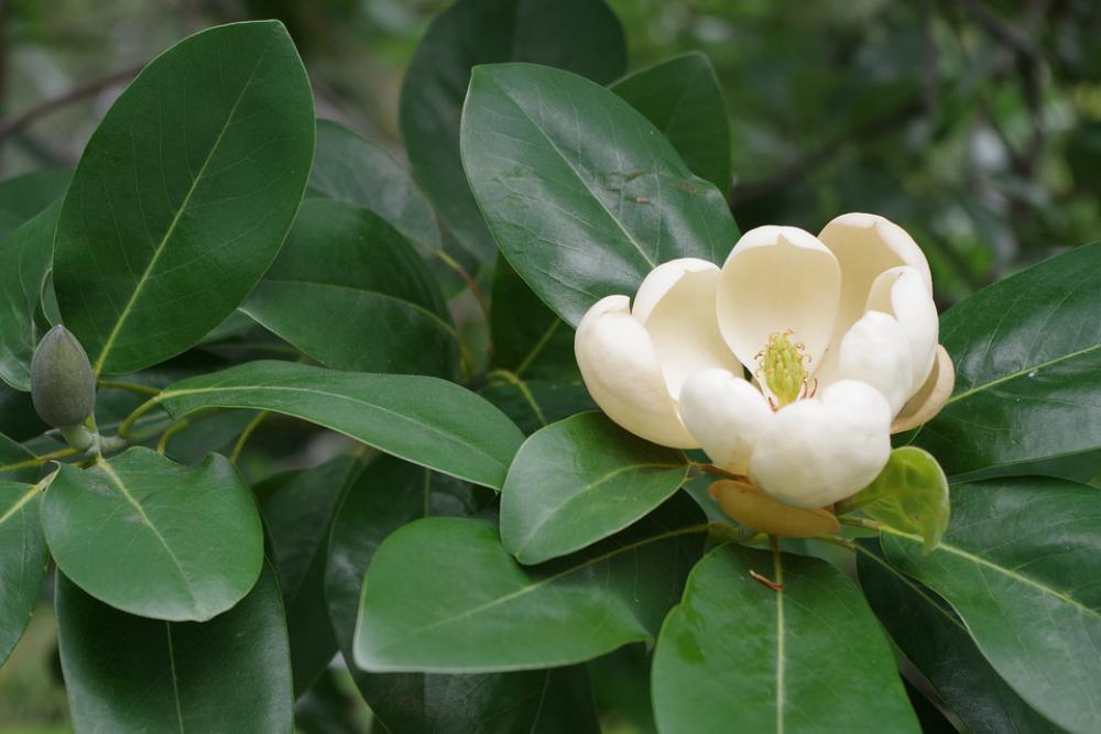 Flower Camellia Plant Bloom Cream White Gardening Flower Camellia Plant Bloom Cream White Gardening