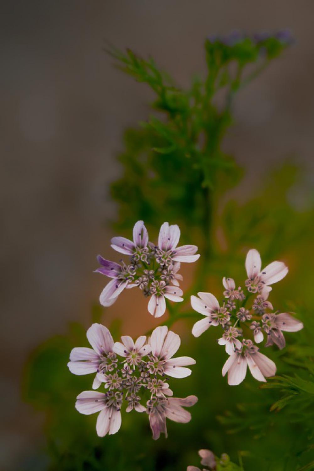Flower Corriender Leaf Beautiful Flower Small Flower Flower Corriender Leaf Beautiful Flower Small Flower