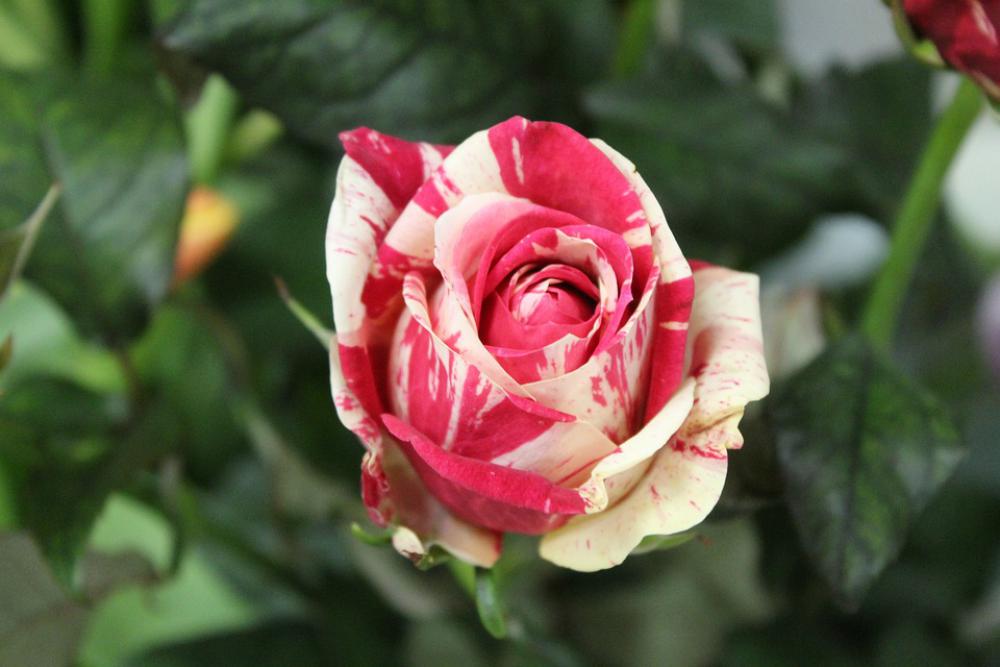 Flower Red Rosa Rose Wild Flower Red Rosa Rose Wild
