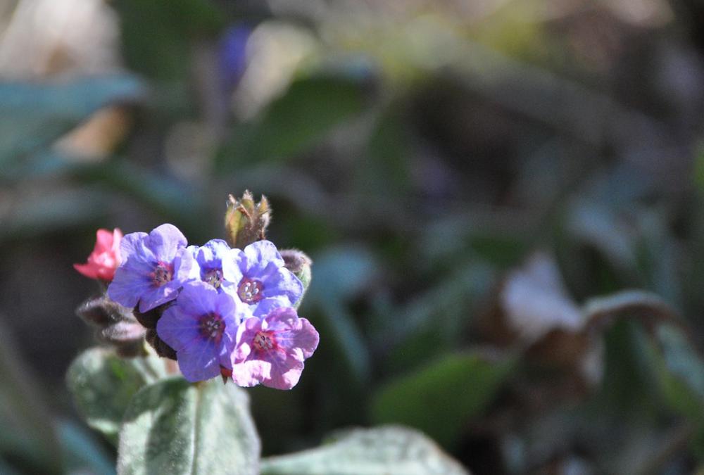 Flower Spring Plant Blossom Bloom Springtime Flower Spring Plant Blossom Bloom Springtime
