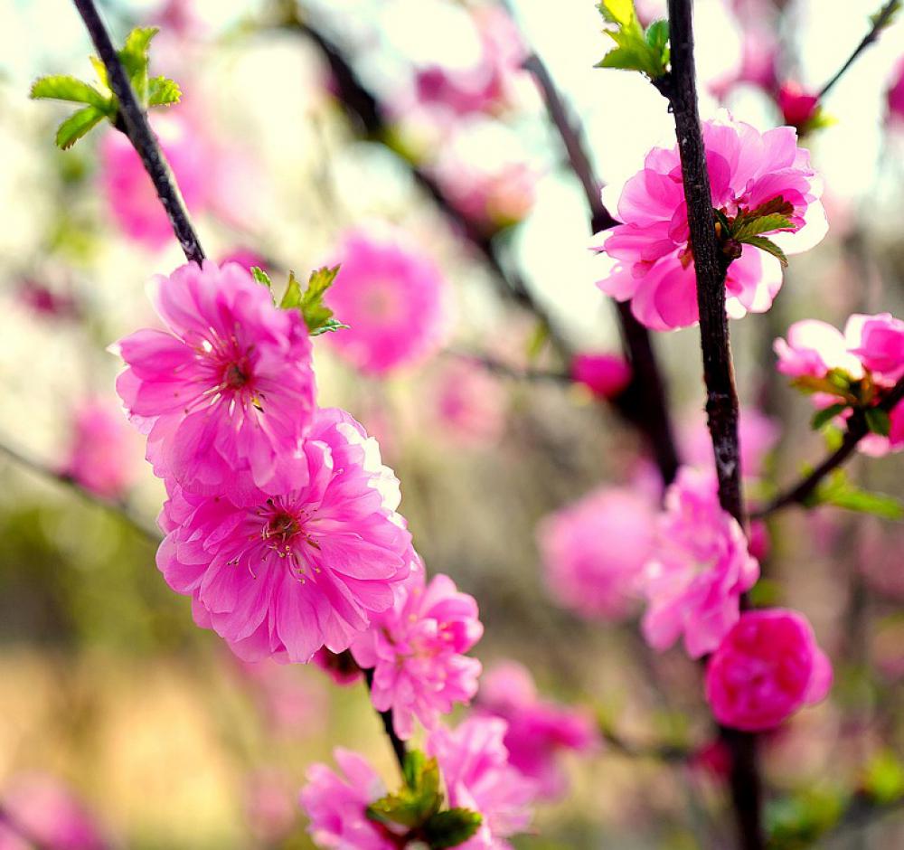 Flower Red Summer Beautiful Flowers Plants Nature Flower Red Summer Beautiful Flowers Plants Nature