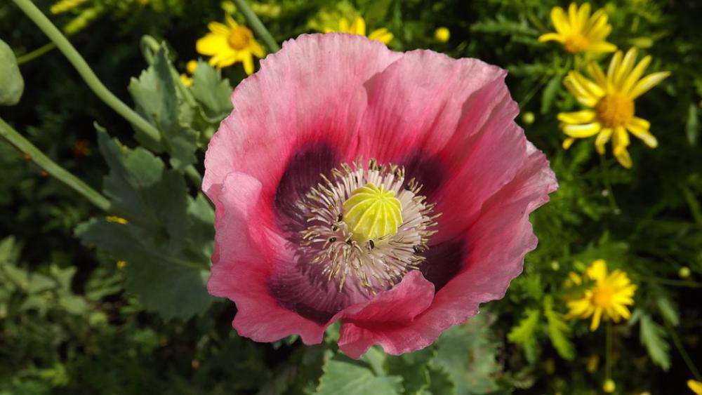 Flower Nature Garden Flowers Spring Summer Petals Flower Nature Garden Flowers Spring Summer Petals