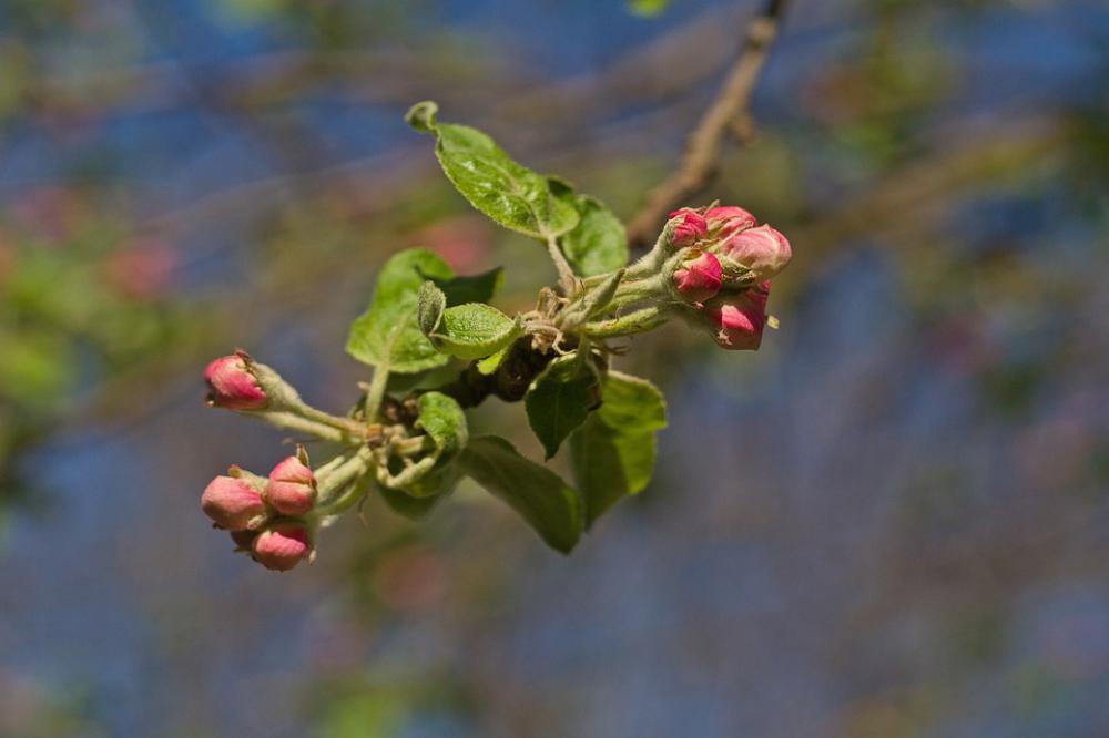 Flower Ukraine Apple Tree Nature Plant Tree Color Flower Ukraine Apple Tree Nature Plant Tree Color