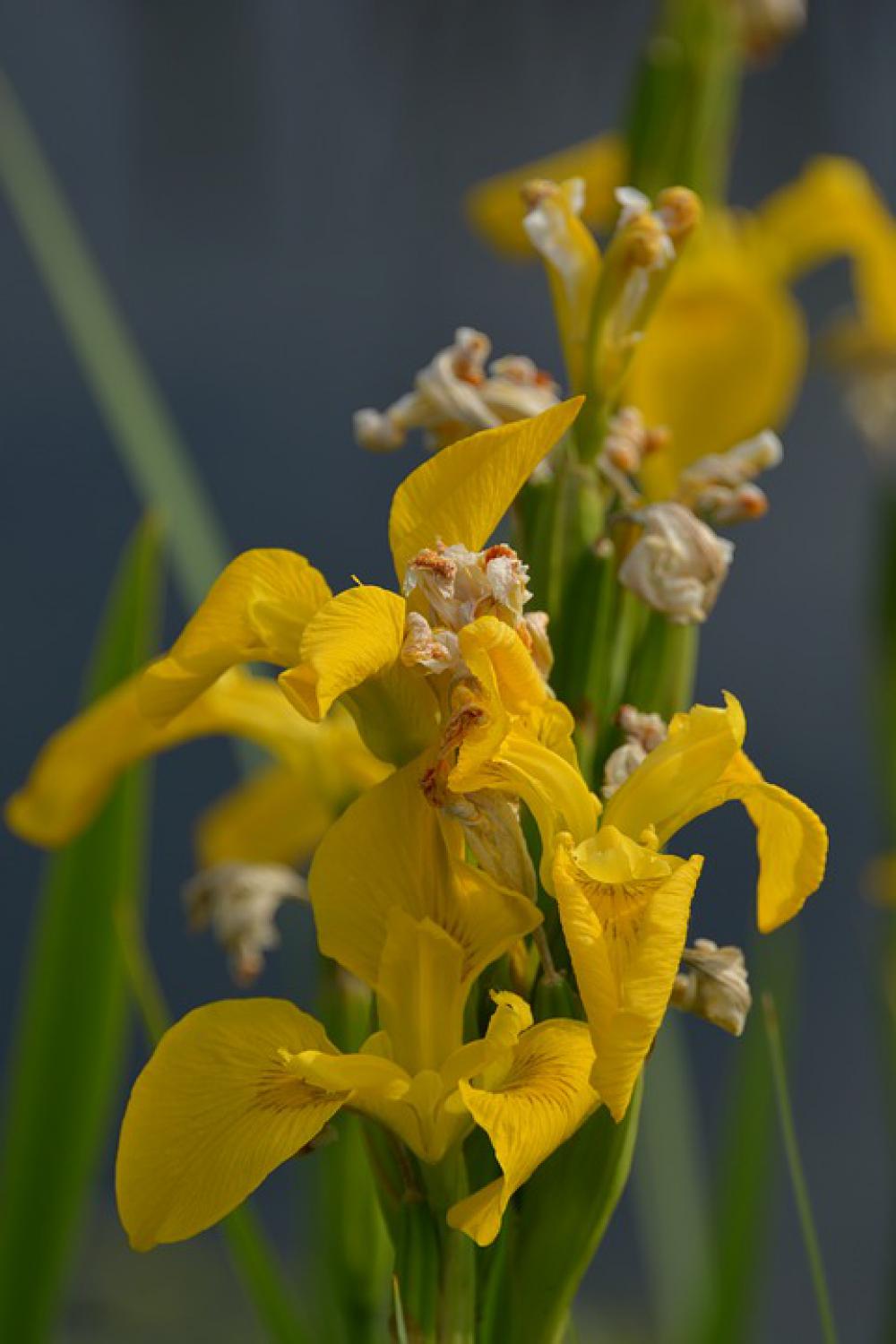 Flower Yellow Spring Sunny Flower Yellow Spring Sunny