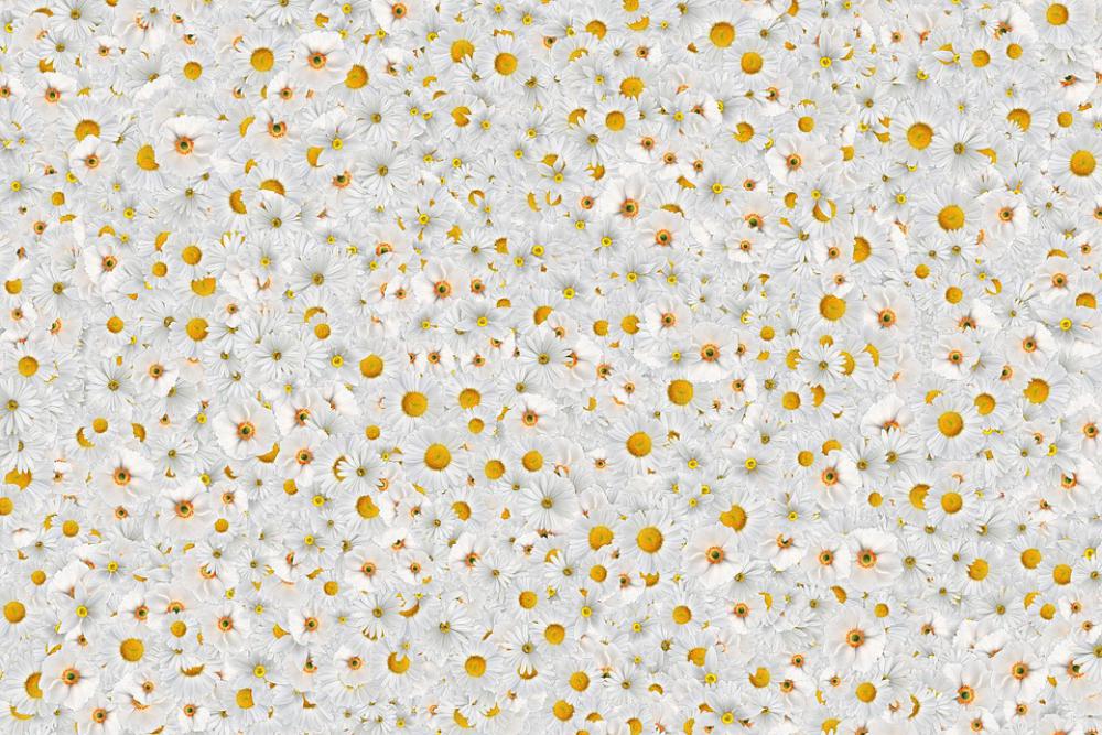 Flower Beautiful White Spring Plants Texture Flower Beautiful White Spring Plants Texture