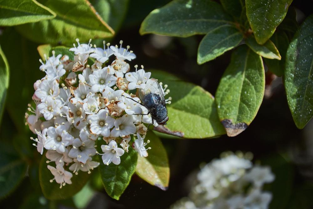 Flower Garden Flowers Petals Flora Flowering Flower Garden Flowers Petals Flora Flowering