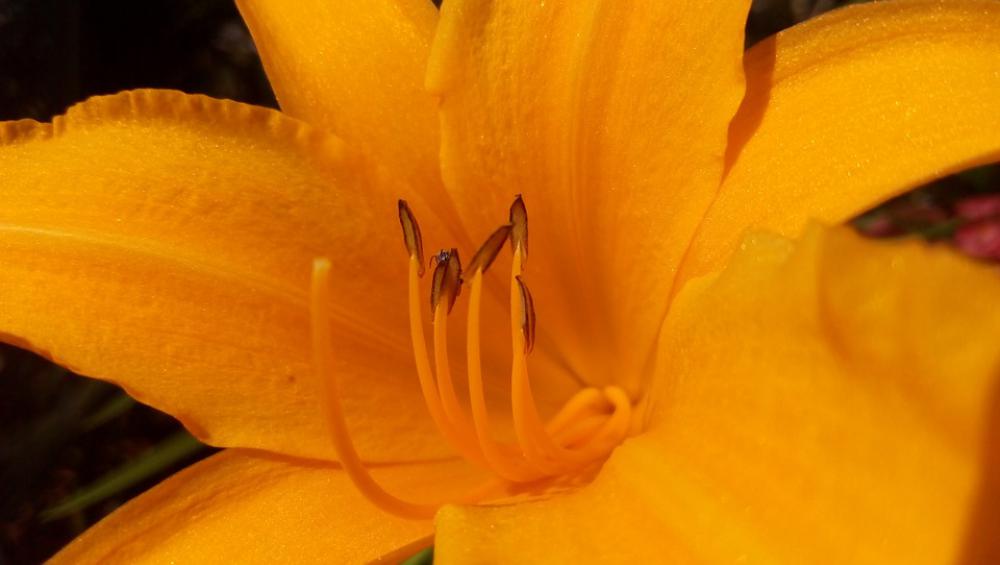 Flower Yellow Nature Blossom Flora Garden Floral Flower Yellow Nature Blossom Flora Garden Floral