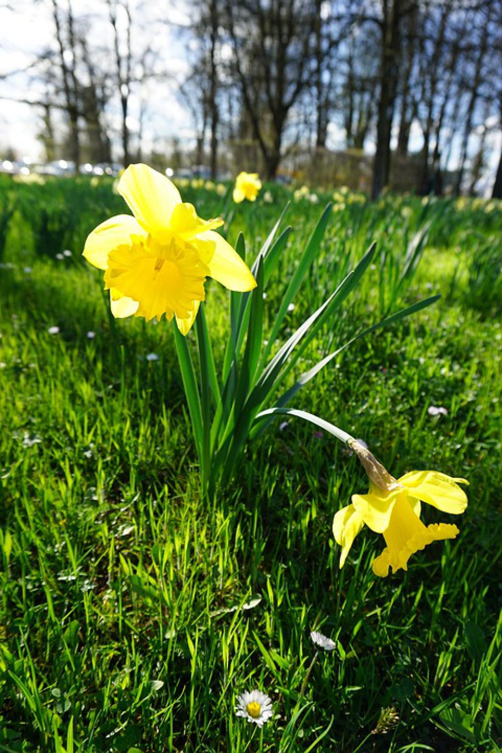 Flower Nature Yellow Flower Nature Yellow