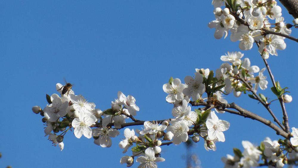 Flower Flowers Nature Sky Spring Plum Blossom Flower Flowers Nature Sky Spring Plum Blossom