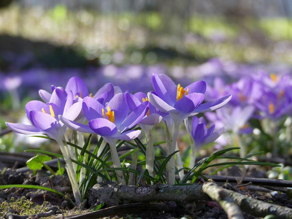 Flowers Crocus Spring Nature Purple Bloom Flowers Crocus Spring Nature Purple Bloom