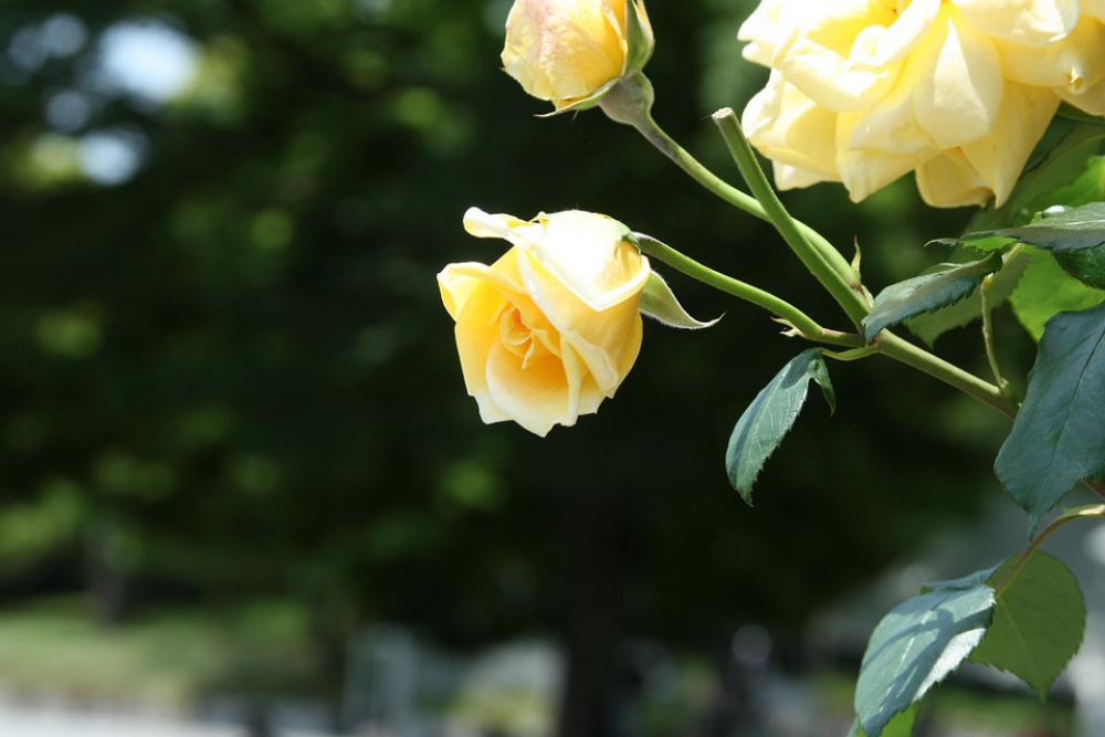 Flowers Rose Yellow Flowers Rose Yellow