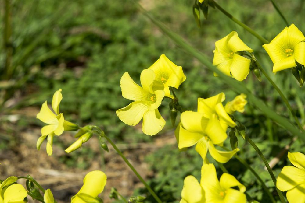 Flowers Yellow Spring Flower Nature Grass Ielix Flowers Yellow Spring Flower Nature Grass Ielix