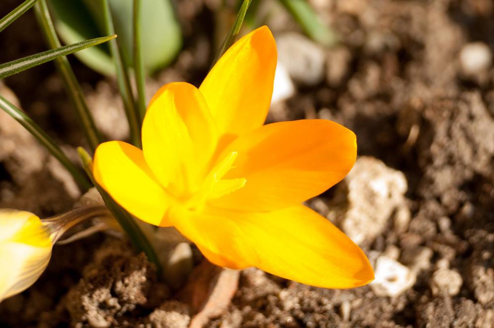 Flowers Macro Plant Garden Spring Flowers Macro Plant Garden Spring