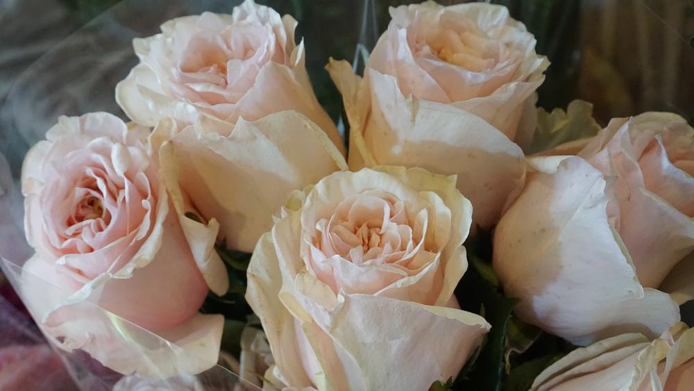 Flowers Flower Rose Petal Romance Nature Flowers Flower Rose Petal Romance Nature