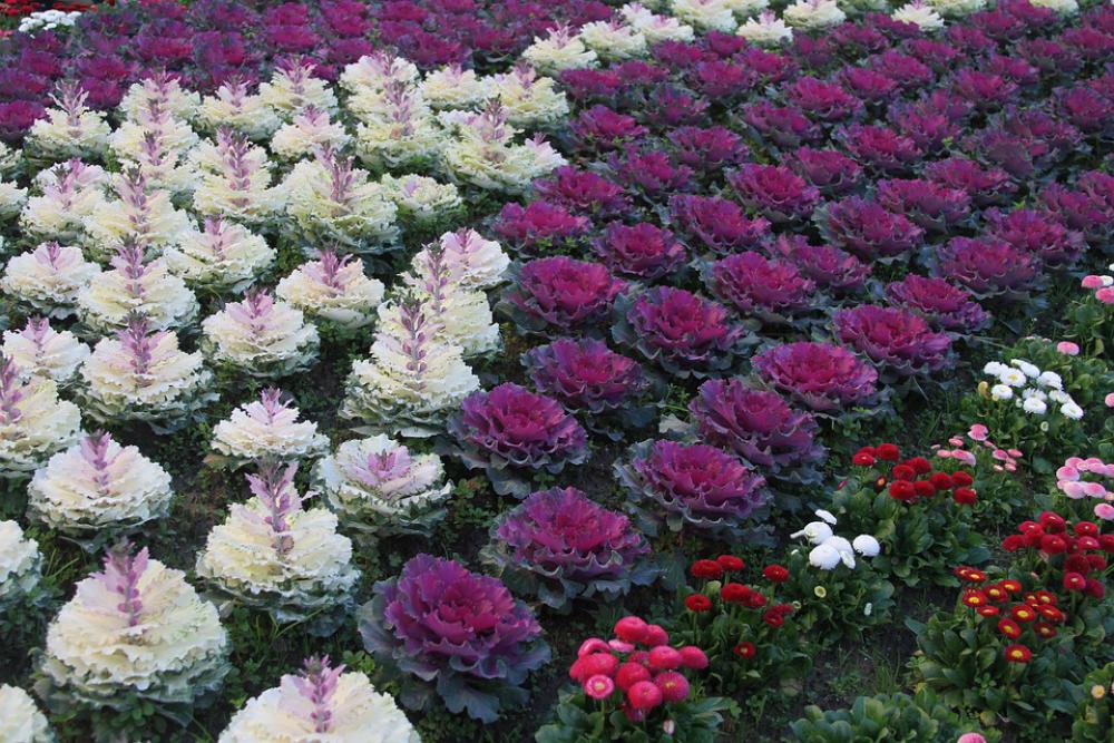 Flowers Braga Portugal Holidays Tourism Garden Flowers Braga Portugal Holidays Tourism Garden