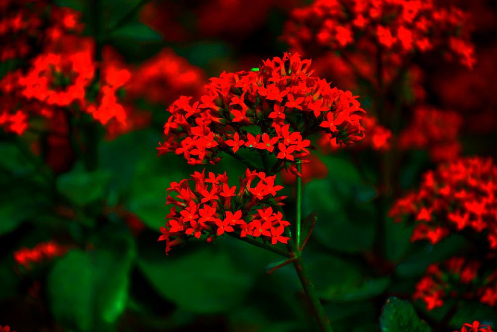 Flowers Nature Blossom Romantic Petals Spring Flowers Nature Blossom Romantic Petals Spring