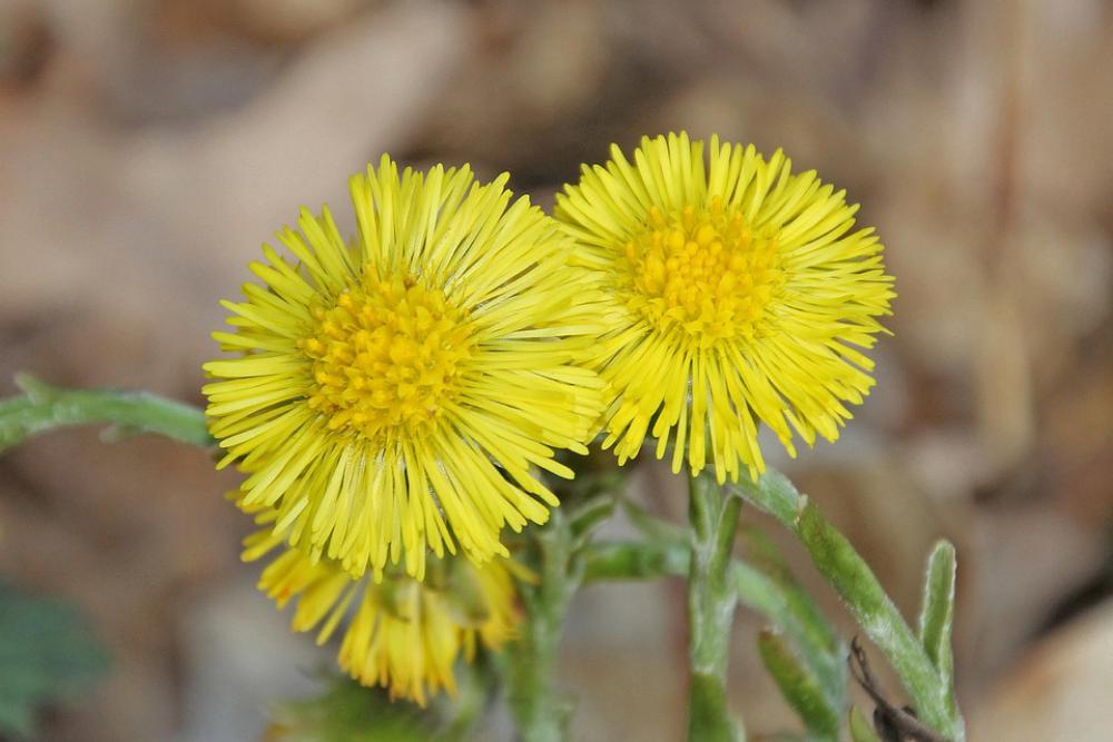 Flowers Wildflowers Nature Blossom Bloom Plant Flowers Wildflowers Nature Blossom Bloom Plant