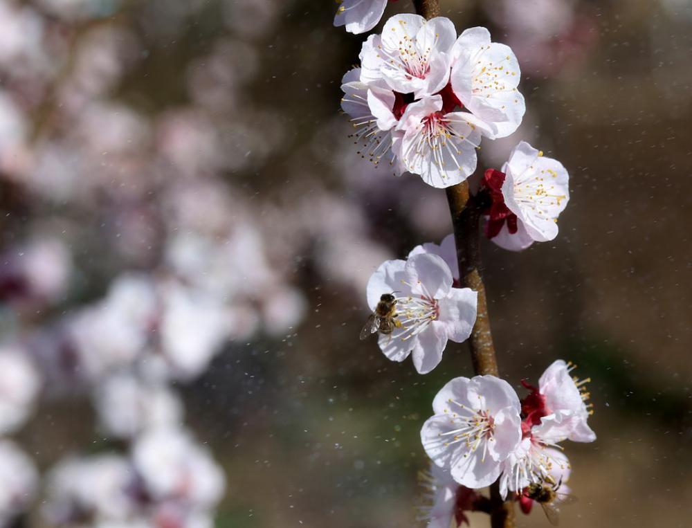 Flowers White Casey Tree Spring Nature Botanical Flowers White Casey Tree Spring Nature Botanical