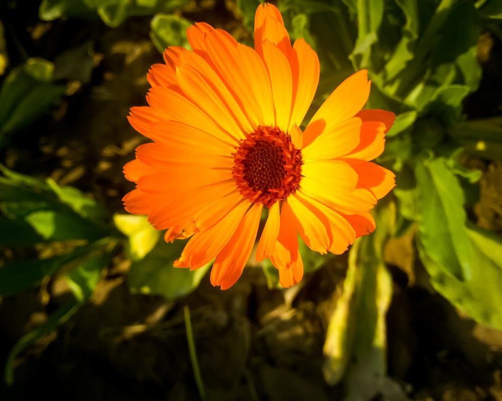 Flowers Nature Blossom Summer Spring Garden Flora Flowers Nature Blossom Summer Spring Garden Flora