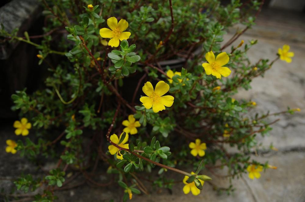 Flowers Yellow Beautiful Portulaca Grandiflora Flowers Yellow Beautiful Portulaca Grandiflora