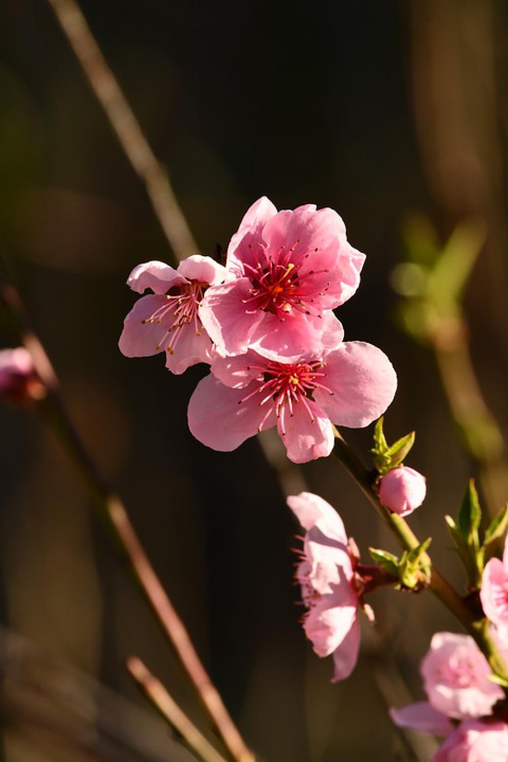 Flowers Pesco Rosa Bloom Spring Stamens Flowers Pesco Rosa Bloom Spring Stamens