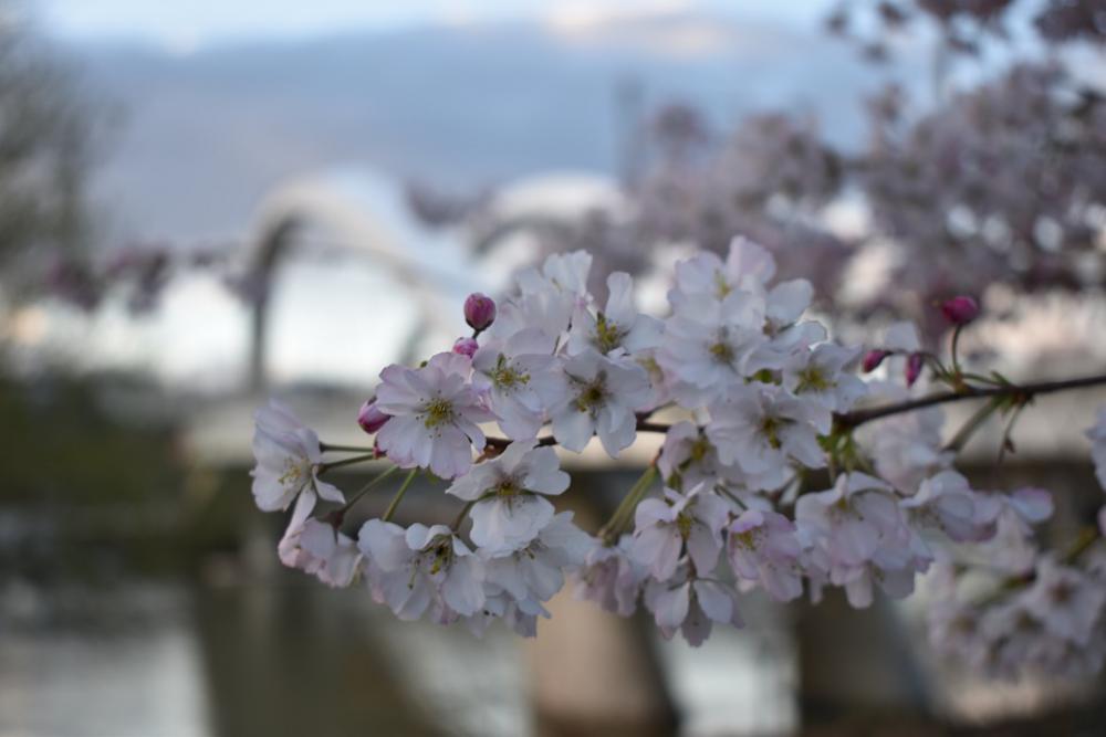 Flowers Bridge Lyon Raymond Barre Flowers Bridge Lyon Raymond Barre